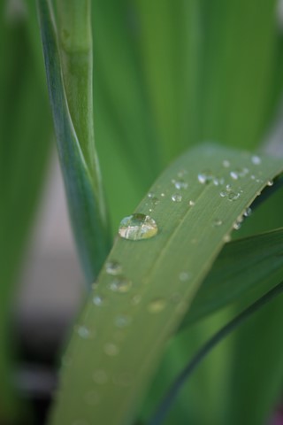 Iris après la pluie